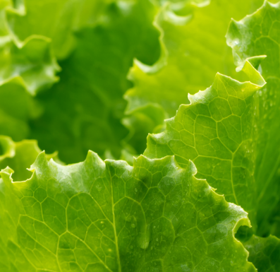 alimentare_thumbnail.png